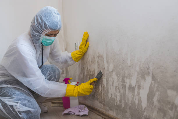 Best Fast Mold Removal  in River Ridge, FL