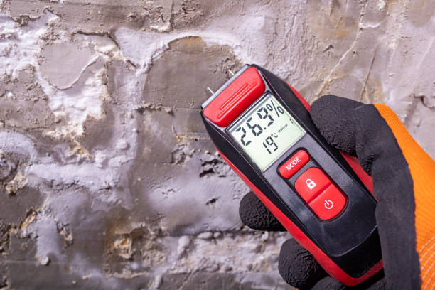 Best Certified Mold Removal  in River Ridge, FL