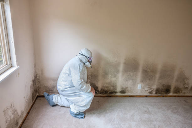 Best Residential Mold Removal  in River Ridge, FL