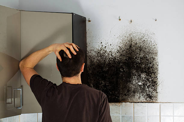 Office Mold Removal Services in River Ridge, FL