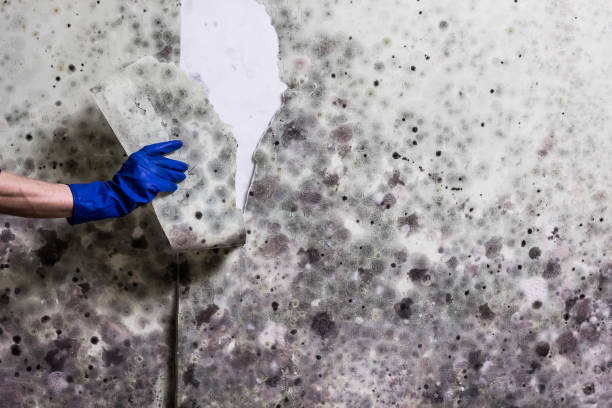Best Office Mold Removal Services  in River Ridge, FL
