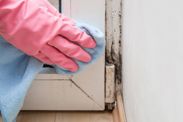 Best Affordable Mold Removal  in River Ridge, FL